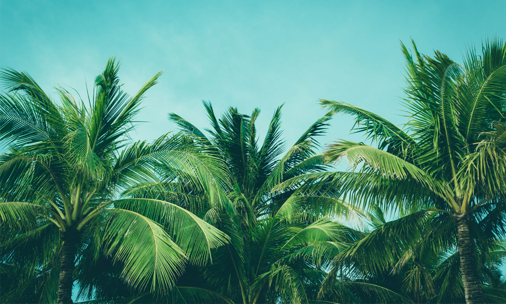 fototapet-palm-trees-on-the-sky