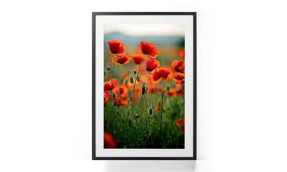 Tablou-Blooming-Poppies