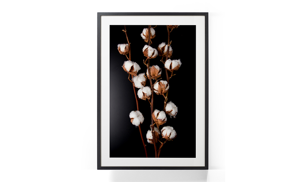 Tablou-Cotton-Flowers-in-Black