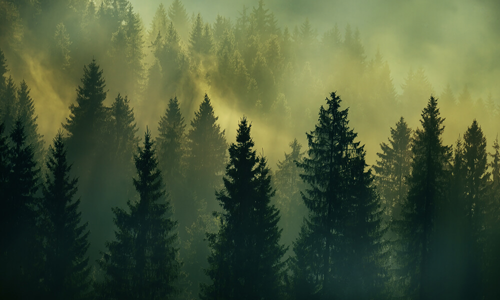 Tapet-Foggy-Forest