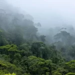 Tapet-Amazon-Rainforest-tapet-baie-tapet-padure-tapet-tropical