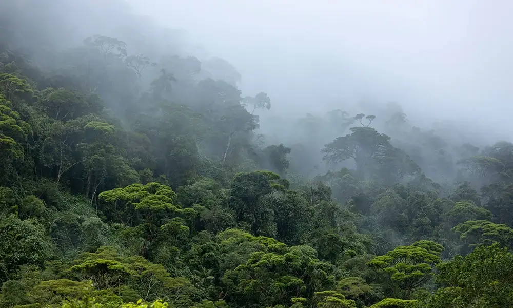 Tapet-Amazon-Rainforest-tapet-baie-tapet-padure-tapet-tropical