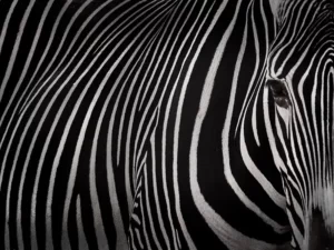 Tapet-Zebra-fototapet-zebra-tapet-personalizat-tapet-living-tapet-la-comanda-tapet-ecologic
